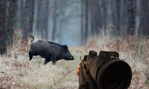 Êtes-vous surpris par la réaction des chasseurs suite à l'annonce d'une battue au sanglier géante ?