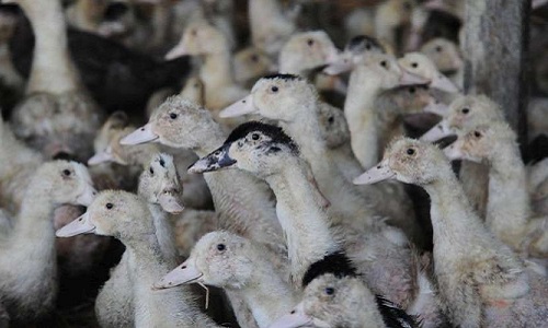 Pas d'abattage massif de canards pour le Lot-et-Garonne ! Êtes vous d'accord ?