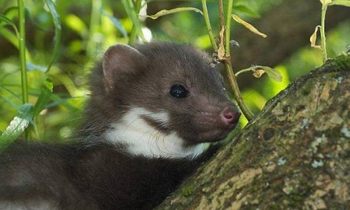 Quel est votre avis sur les dégâts occasionnés par les fouines et renards en Wallonie ?