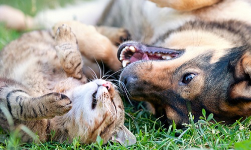 Le traitement des animaux en France (abattoirs, élevages, fourrières, abandons, applications des lois...) a-t-il de l'influence sur le choix de votre futur président ?