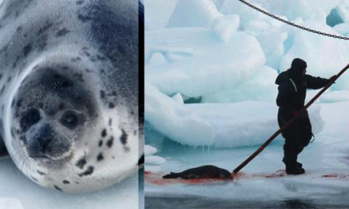 Condamnez-vous le Canada (qui se dit civilisé) pour le massacre des phoques et des bébés phoques ?