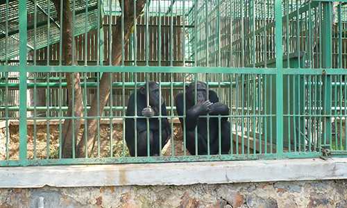 Êtes-vous pour ou contre les zoos ?