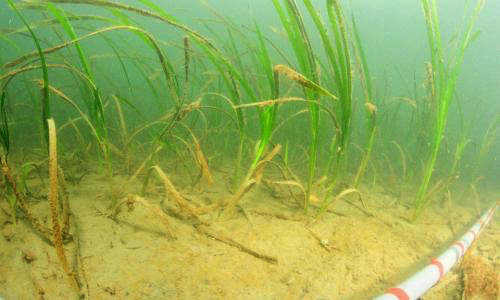 Nous avons perdu 75% des espèces endémiques du bassin en l’espace de 170 ans. Seriez-vous d'accord pour l'interdiction totale de pêche  sur 50% des zones sous marines du bassin d'Arcachon ?