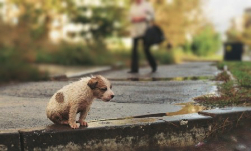 Selon vous, la loi Française protège-t-elle suffisamment les animaux ?