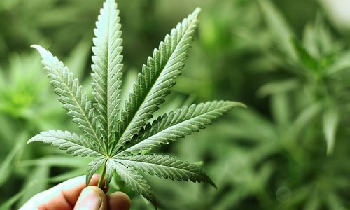 Êtes-vous pour ou contre la dépénalisation du cannabis?