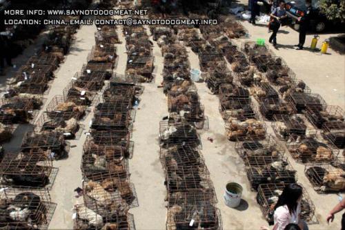 Seriez-vous prêts à éviter le tourisme en Chine à cause de leur consommation de viande de chien ?