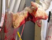 Êtes vous pour ou contre l'abattage rituel ?