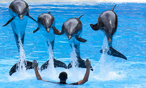 Interdire les spectacles avec des animaux, pour ou contre ?