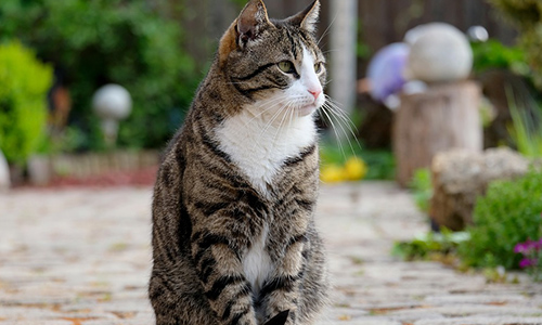 Êtes-vous pour la création d'un Ministère des Droits des Animaux ?