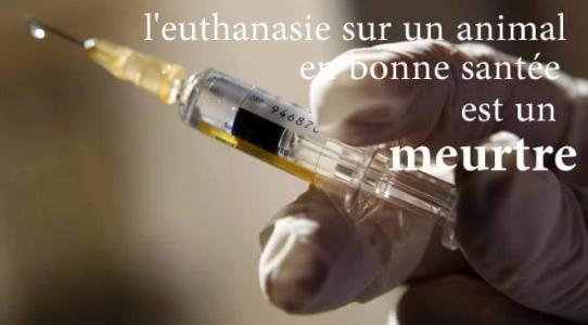 Êtes-vous favorable à l'ouverture d'une enquête sur les abus de l'euthanasie abusive des animaux ?