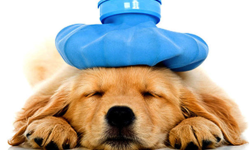 Lorsque votre animal est malade, que ressentez-vous ?