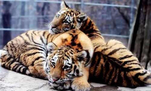 Êtes-vous favorable à un plan de moralisation de la vie animale ?