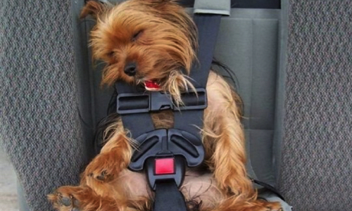 Accueil des animaux de compagnie dans les transports en commun : votre opinion ?