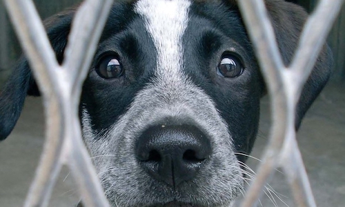 Lorsque vous choisissez votre animal de compagnie, que regardez-vous en premier ?