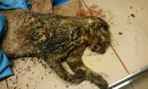 Doit-on punir plus sévèrement les auteurs de maltraitances animales ?