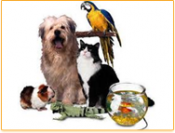 Pensez-vous que les taxis animaliers soient utiles en France ?