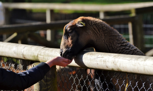 Seriez-vous intéressé par un service de livraison à domicile pour votre alimentation animale ?