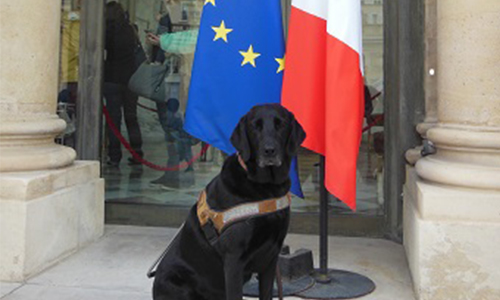 Voteriez -vous aux Européennes 2019 pour une liste pour les animaux ?