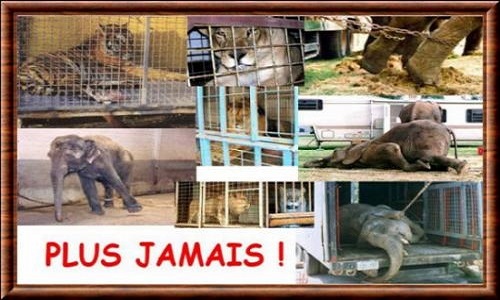 Faut-il interdire les animaux dans les spectacles ?