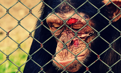 Maltraitance animale : la loi doit-elle être plus stricte ?