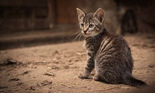 Afin de lutter contre les abandons et les euthanasies, êtes-vous favorable à l'idée de rendre obligatoire, dès l'âge de 6 mois,  la stérilisation des chats pour les particuliers ?