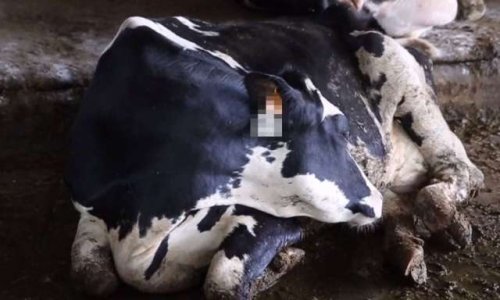 Vache qui pleure : seriez-vous prêt à boycotter le parmesan ?