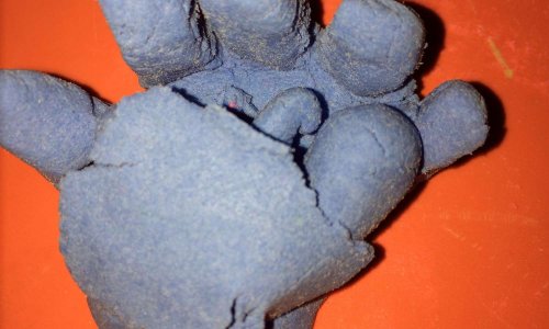 Vos enfants ont-ils des cours de premiers secours à l'école ?