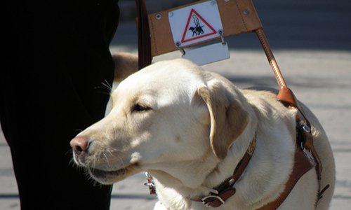 Chien d'aveugle, cheval de selle : selon-vous, les animaux consentent-ils à travailler ?