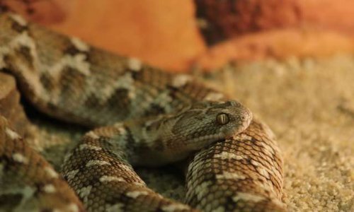 Pour ou contre les serpents et autres reptiles chez des particuliers ?