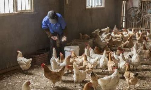 Cause Animale : êtes-vous prêt à payer plus cher pour des animaux mieux traités ?