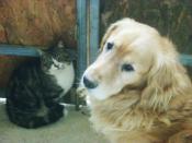 Est-ce que vous pensez que les animaux peuvent parler si on leur apprend?