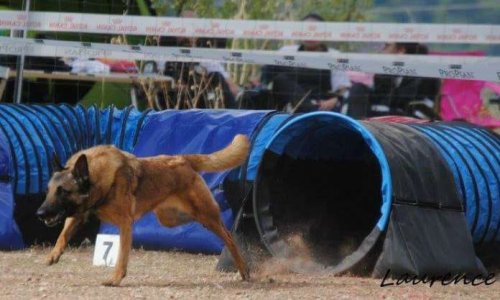 Seriez-vous interessé par la création d'un club canin à Bras?