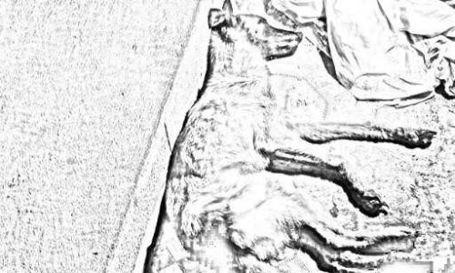 Pensez-vous que la maltraitance domestique sur animaux doit être très sévèrement punie?