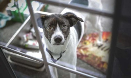 Que pensez-vous d'un permis de détenir des animaux ?