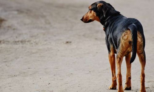 Le premier Code juridique de l'animal voit le jour en France : votre opinion ?