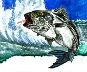 Selon vous faut il respecter un repos biologique pendant la période de  frais du bar ?