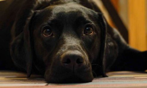 Créer une race de chien sans recours à la consanguinité: votre opinion ?