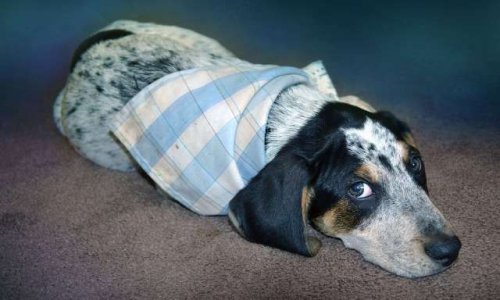 Doit-on poursuivre en justice les personnes qui maltraitent leurs animaux ?