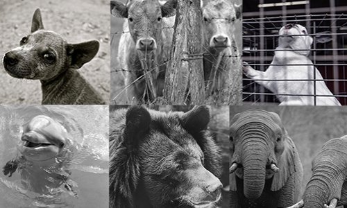 Cause animale : selon-vous, quelle est la mobilisation prioritaire ?