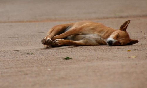 Sur les communes de Petite Terre et Tsingoni, voyez vous un changement chez les chiens errants ? Seules ces 2 communes sont prise en compte car elles sont conventionnées avec une fourrière agréée.
