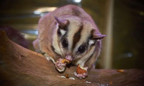 Saviez vous qu'environ 11.772 spécimens d'espèces sauvages menacées ont été recensées sur 106 sites de vente en ligne dans 4 pays ?