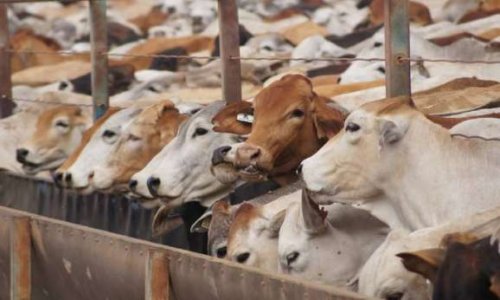 Vidéosurveillance dans les abattoirs : doit-elle devenir obligatoire ?