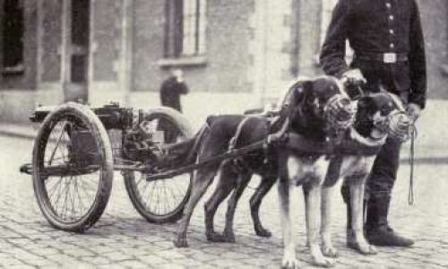 Doit-on rendre un hommage aux animaux de guerre ?