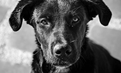 Pour éviter les abandons : seriez-vous prêts à garder un animal pendant quelques jours ?