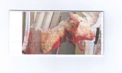 ABATTAGE RITUEL : Selon vous, l'abattage rituel, c'est à dire l'égorgement des animaux en pleine conscience et sans étourdissement préalable, pour des raisons religieuses, autorisé en France par dérogations  est-il  compatible avec la laïcité, c'est à dire la séparation des églises et de l'Etat ?