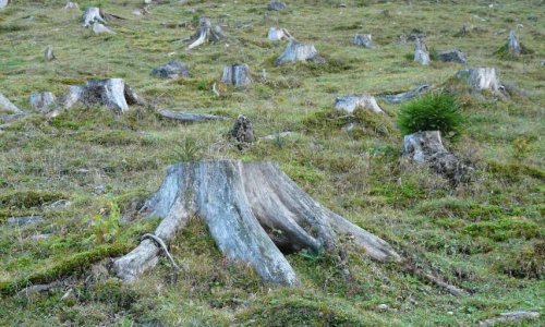Pensez-vous qu'il faille cesser la déforestation sur la ville d'Audenge