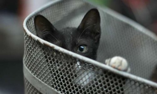 Faut-il renforcer les peines de maltraitance animale ?