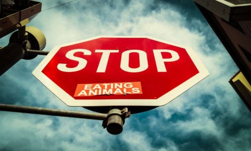 Bien-être animal : approuvez-vous les actions de sensibilisation des militants vegans pour faire entendre leurs voix ?