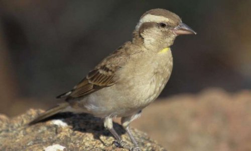 Pensez-vous que d’ici quelques décennies, les animaux sauvages auront totalement disparu en France ?