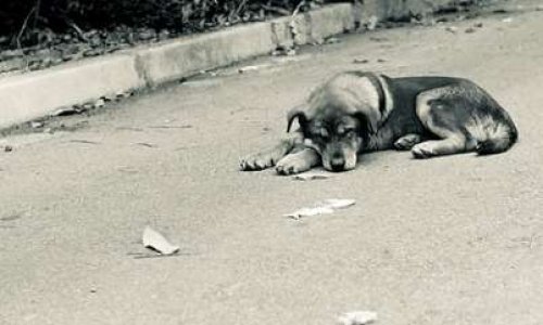 Avez-vous déjà été témoin de l'abandon d'un animal ?